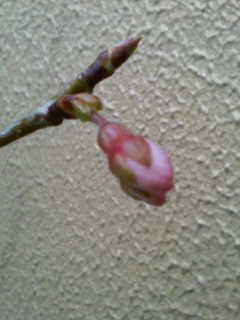 P1000032.jpg